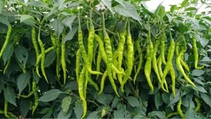 green chilli farming